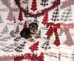 Puppy Nick Yorkshire Terrier