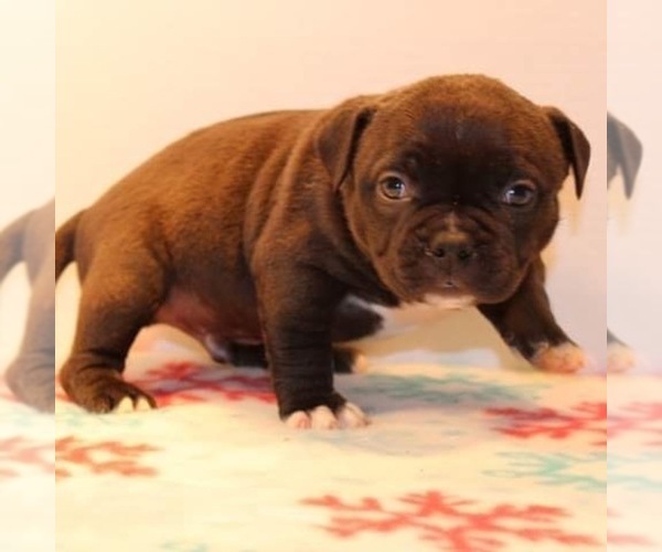 Medium Photo #4 American Bully Puppy For Sale in BILLINGS, MO, USA