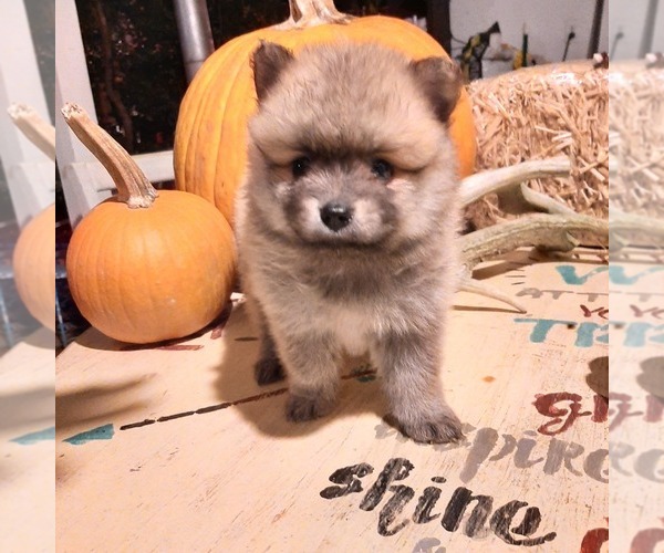 Medium Photo #1 Pomeranian Puppy For Sale in CARTHAGE, TX, USA