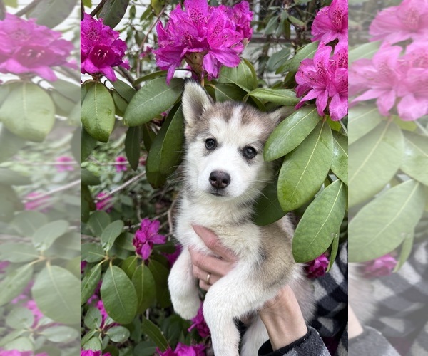 Medium Photo #11 Pomsky Puppy For Sale in VENUS, PA, USA