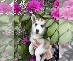 Small Photo #11 Pomsky Puppy For Sale in VENUS, PA, USA