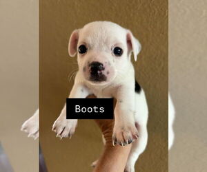 Chiweenie Dogs for adoption in San Diego , CA, USA
