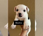 Small Chiweenie