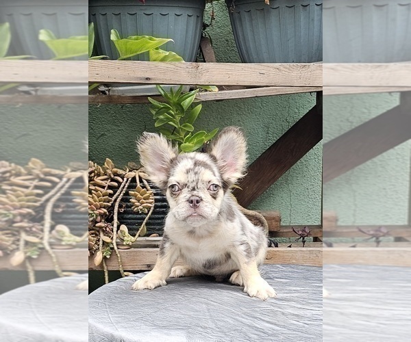 Medium Photo #17 French Bulldog Puppy For Sale in PHOENIX, AZ, USA