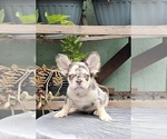 Small #16 French Bulldog