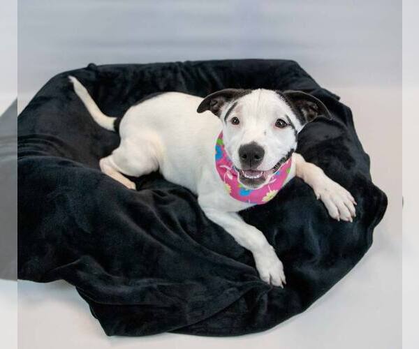 Medium Photo #2 Mutt Puppy For Sale in Kennesaw, GA, USA