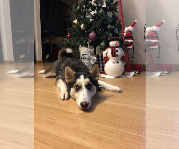 Medium Photo #3 Gerberian Shepsky Puppy For Sale in Woodland, CA, USA