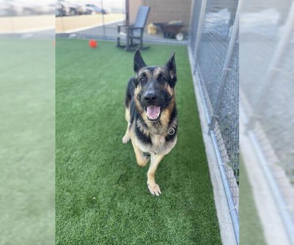 Medium Photo #2 German Shepherd Dog Puppy For Sale in Jackson, CA, USA