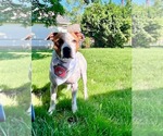 Small #5 American Pit Bull Terrier Mix