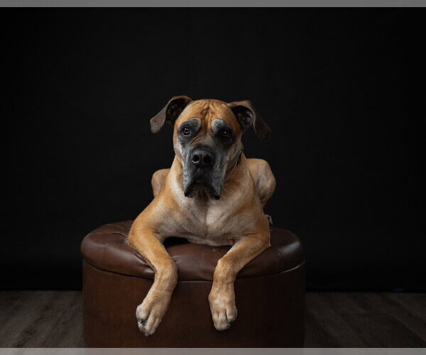 Medium Photo #7 Bullmastiff Puppy For Sale in Bullard, TX, USA