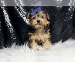 Small #3 Yorkshire Terrier