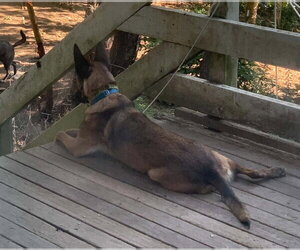 Kingston - located in OR - Male Mutt Dog for Adoption - Photo #2