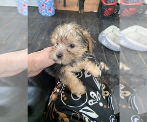Yorkshire Terrier Puppy for sale in LENA, MS, USA