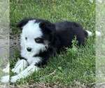 Small #2 Miniature Australian Shepherd