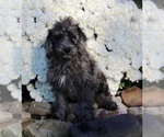 Small Photo #7 Labradoodle Puppy For Sale in FREDERICKSBURG, OH, USA
