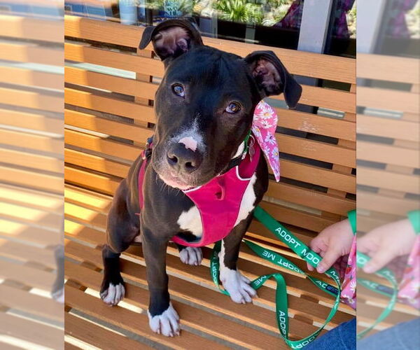 Medium Photo #6 American Staffordshire Terrier-Unknown Mix Puppy For Sale in Fairfax, VA, USA