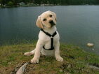 Small Photo #1 Labrador Retriever Puppy For Sale in CITY OF SPOKANE VALLEY, WA, USA