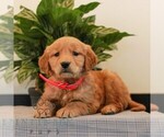 Small #3 Golden Retriever