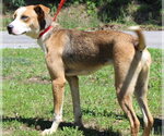 Small Photo #3 Mutt Puppy For Sale in Prattville, AL, USA
