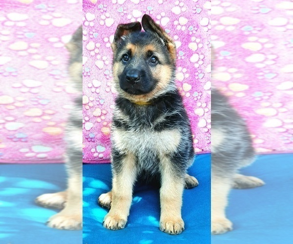 Medium Photo #2 German Shepherd Dog Puppy For Sale in BRITTONS NECK, SC, USA
