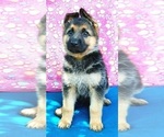 Small Photo #2 German Shepherd Dog Puppy For Sale in BRITTONS NECK, SC, USA