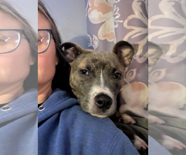 Medium Photo #5 Mutt Puppy For Sale in St. Louis Park, MN, USA