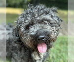 Small #7 Shih Tzu Mix