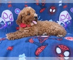 Felix - Male Goldendoodle (Miniature) Puppy for Sale - Photo #7