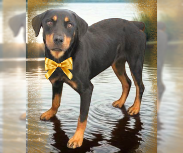 Medium Photo #3 Rottweiler Puppy For Sale in Mt. Laurel, NJ, USA
