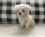 Puppy 3 Maltese
