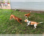 Small #6 Boxer Mix