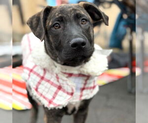 German Shepherd Dog-Unknown Mix Dogs for adoption in Canton, CT, USA