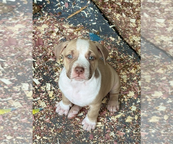 Medium Photo #7 American Bully Puppy For Sale in LOGANVILLE, GA, USA