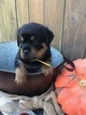 Small Photo #4 Rottweiler Puppy For Sale in IRMO, SC, USA