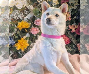 Shiba Inu Dogs for adoption in Bon Carbo, CO, USA
