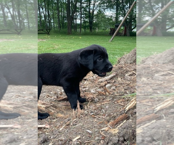 Medium Photo #11 Labrador Retriever Puppy For Sale in SWANTON, MD, USA
