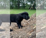 Small Photo #11 Labrador Retriever Puppy For Sale in SWANTON, MD, USA