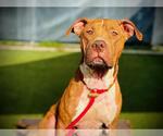 Small #1 Labrador Retriever Mix