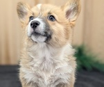 Small Photo #61 Pembroke Welsh Corgi Puppy For Sale in GOSHEN, IN, USA