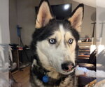 Small #3 Siberian Husky