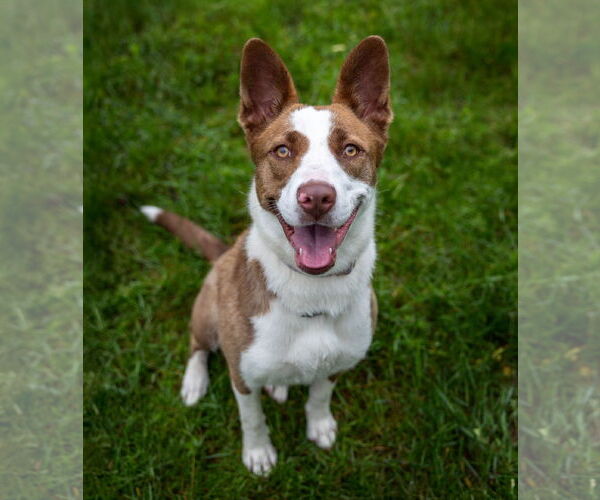 Medium Photo #4 American Pit Bull Terrier-Border Collie Mix Puppy For Sale in Princeton, MN, USA