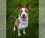 Small #3 American Pit Bull Terrier-Border Collie Mix