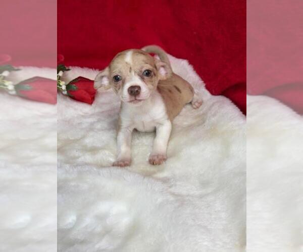 Medium Photo #8 Chihuahua Puppy For Sale in PEMBROKE PINES, FL, USA