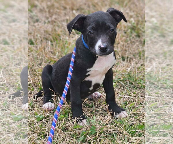 Medium Photo #4 Boston Huahua Puppy For Sale in Wakefield, RI, USA