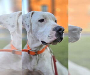 American Pit Bull Terrier-Unknown Mix Dogs for adoption in Forest, VA, USA