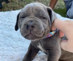Small Photo #3 Cane Corso Puppy For Sale in RAMONA, CA, USA