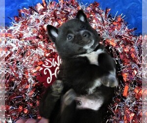 Pom-Shi Puppy for sale in HARTVILLE, MO, USA