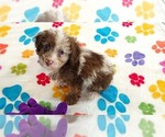 Small #6 Cockapoo (Toy)-Poodle (Toy) Mix