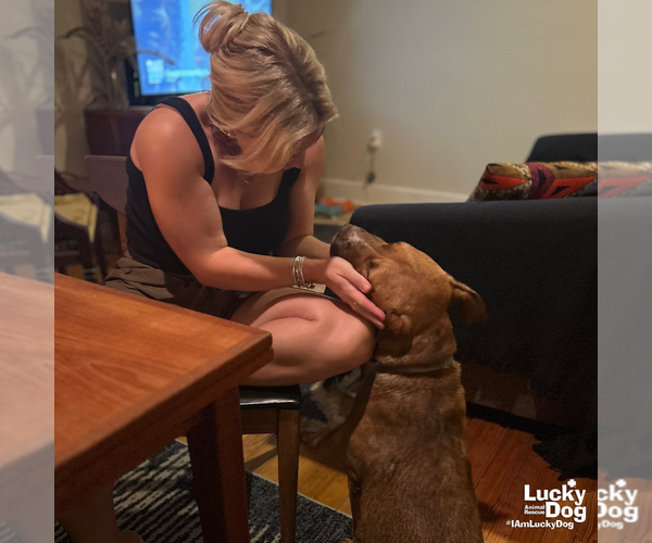 Medium Photo #16 Retriever -Unknown Mix Puppy For Sale in Washington, DC, USA