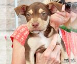 Small #3 Mutt